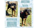 Adopt Jake a Tan/Yellow/Fawn Australian Shepherd / Mixed dog in Caldwell