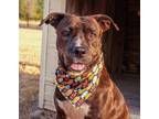 Adopt Sweets a Brindle Pit Bull Terrier / Mixed dog in Marble Falls