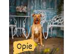 Adopt Opie - ask about me im in a foster home a Tan/Yellow/Fawn Hound (Unknown