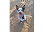 Adopt Ruby a Merle Australian Cattle Dog / Pit Bull Terrier / Mixed dog in
