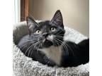 Adopt June a Black & White or Tuxedo Domestic Shorthair (short coat) cat in