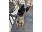 Adopt Dakota a Brown/Chocolate Belgian Malinois / Mixed (short coat) dog in