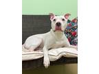 Adopt Chowder a Tan/Yellow/Fawn American Pit Bull Terrier / Mixed dog in Xenia
