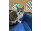 Adopt Judith a Gray or Blue Domestic Shorthair / Domestic Shorthair / Mixed cat