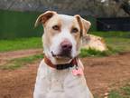 Adopt Barry a White - with Tan, Yellow or Fawn Catahoula Leopard Dog / Mixed dog