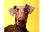 Adopt Timmy a Tan/Yellow/Fawn Doberman Pinscher / Mixed (short coat) dog in