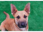 Adopt Autumn a Tan/Yellow/Fawn Shepherd (Unknown Type) / Black Mouth Cur / Mixed