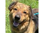 Adopt Urgent! Scout a Black - with Tan, Yellow or Fawn Australian Shepherd /