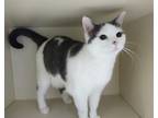 Adopt Zombie a White Domestic Shorthair / Domestic Shorthair / Mixed cat in