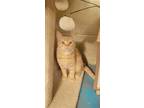 Adopt Lilly a Orange or Red Domestic Shorthair / Mixed Breed (Medium) / Mixed