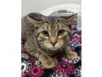 Adopt Michalangelo a Brown or Chocolate Domestic Shorthair / Domestic Shorthair
