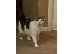 Adopt Chloe a White (Mostly) Domestic Shorthair (short coat) cat in Palmdale