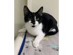 Adopt Perla a All Black Domestic Shorthair / Domestic Shorthair / Mixed cat in
