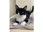 Adopt Blossom a All Black Domestic Shorthair / Domestic Shorthair / Mixed cat in