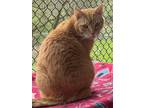 Adopt Linus a Orange or Red Domestic Shorthair / Mixed Breed (Medium) / Mixed