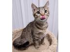 Adopt Halo a Brown or Chocolate Domestic Shorthair / Domestic Shorthair / Mixed