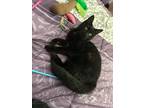 Adopt Minx a Black (Mostly) Domestic Mediumhair (medium coat) cat in Garden