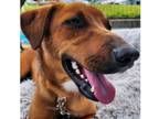 Adopt Josie a Catahoula Leopard Dog / Hound (Unknown Type) dog in St.