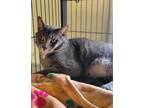 Adopt Sleepy a Gray, Blue or Silver Tabby Domestic Shorthair (short coat) cat in