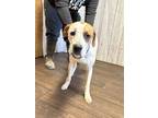 Adopt Bella a White - with Brown or Chocolate Hound (Unknown Type) dog in