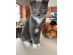 Adopt Booshie a Domestic Shorthair / Mixed (short coat) cat in Bloomington