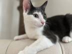 Adopt Calliope Rittenhouse a Gray or Blue (Mostly) Domestic Shorthair / Mixed