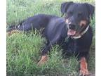Adopt Lucci a Black - with Tan, Yellow or Fawn Rottweiler / Labrador Retriever