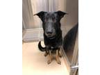 Adopt Batz a German Shepherd Dog / Mixed dog in Fort Riley, KS (40907269)