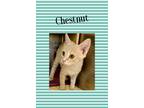Adopt Chestnut a Domestic Shorthair / Mixed (short coat) cat in Crystal Lake