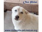 Adopt Oso Polar a White Siberian Husky / Mixed dog in Mission, TX (39815212)