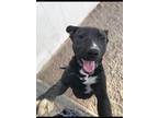 Adopt Moscow a Mixed Breed (Medium) / Mixed dog in PAHRUMP, NV (39783681)