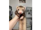 Adopt Feisty Phoebe a Ferret small animal in Lyons, IL (40796852)