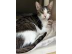 Adopt Chardonnay a Domestic Shorthair / Mixed (short coat) cat in Tiffin