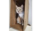 Adopt Mimis a Domestic Shorthair / Mixed (short coat) cat in Fremont