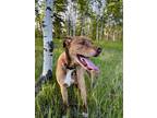 Adopt Duke a Rhodesian Ridgeback / Mixed dog in Kamloops, BC (40897778)