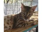 Adopt Suki a Bengal / Mixed cat in REDDING, CA (39501933)
