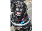 Adopt Sophie a Black - with White Labrador Retriever / Mixed dog in San Diego