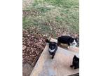 Adopt Unknown a Black & White or Tuxedo American Shorthair (short coat) cat in