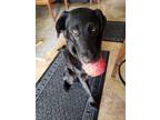Adopt Juliet a Black Labrador Retriever / Mixed dog in San Diego, CA (39788023)