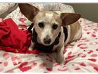 Adopt Mary Jo a Tan/Yellow/Fawn - with White Dachshund / Beagle / Mixed dog in