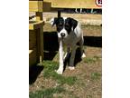 Adopt Chase a Black - with White Mixed Breed (Medium) / Mixed dog in Mansfield