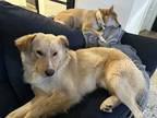 Adopt Huey a Tan/Yellow/Fawn Mutt / Mixed dog in Austin, TX (40906672)