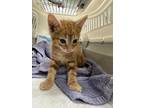Adopt Duckling a Orange or Red Domestic Shorthair / Mixed Breed (Medium) / Mixed