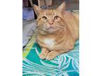 Adopt Roarke a Orange or Red Domestic Shorthair / Domestic Shorthair / Mixed cat
