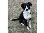 Adopt Miss Lexis a Black - with White Coonhound / Mixed Breed (Medium) / Mixed