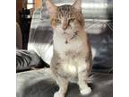Adopt Rambler a Brown Tabby Domestic Mediumhair cat in Knoxville, TN (39868228)