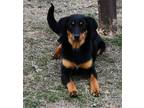 Adopt Miss Lucy a Black - with Brown, Red, Golden, Orange or Chestnut Black and
