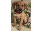 Adopt Gunner a Red/Golden/Orange/Chestnut Coonhound (Unknown Type) / Mixed dog
