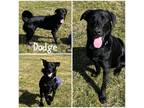 Adopt Dodge a Black Labrador Retriever / Mixed Breed (Medium) / Mixed (short