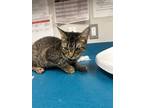 Adopt Boba a Brown or Chocolate Domestic Shorthair / Domestic Shorthair / Mixed